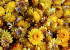 Helichrysum Heads Yellow PKG