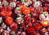 Helichrysum Rot Köpfe PKG