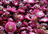 Tête de Helichrysum Rose Foncé KG