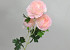 Camélia artificielle Rose 70cm 
