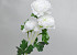Camélia artificielle Blanc 70cm 