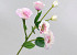 Artificial Lisianthus Light Pink 78cm 