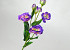 Artificial Lisianthus Purple 78cm 