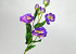 Kunst Lisianthus Paars 78cm