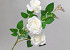 Artificial Wild Rose Cream 80cm 