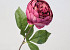 Artificial Peony Dark Pink 42cm