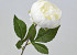 Artificial Peony White 42cm 