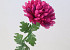 Chrysanthème artificiel Rose 52cm 