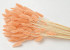 Lagurus Pastell Pfirsich 65cm