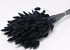 Lagurus Black 65cm