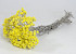 Helichrysum Immortelle Geel 30cm