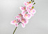 Artificial Orchid Pink/Cream 73cm 