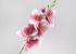 Artificial Gladiolus Dark Pink 54cm 