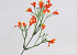 Decoratieve Tak Oranje 33cm