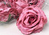 Rose Satin Mauve D11cm 