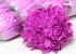 Chrysantheme Rosa D15cm