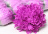 Chrysanthème Rose D15cm