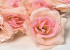Rose Pink D10cm