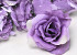 Rosa Violett D10cm