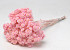 Helichrysum Immortelle 30cm Pink