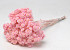 Helichrysum Immortelle 30cm Roze