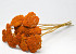 Achillea Parker Orange 70cm