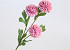 Chrysanthème artificiel Rose 66cm 
