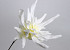 Foam Agave 80cm white