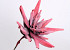 Foam Agave 80cm dark red