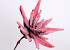 Foam Agave 80cm rouge