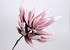 Foam Agave 80cm old pink