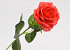 Artificial Rose Red D6cm L43cm