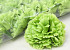 Dianthus Vert artificielle D9cm