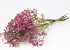 Limonium Cerise 60cm 