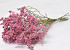 Limonium Pink 60cm 