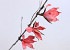 Foam Magnolia 85cm rood