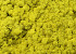 Lichen stabilisé Jaune Citron par kg