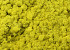 Reindeer Moss Lemon Yellow per kg