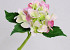 Hortensien 35cm Rosa