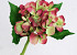 Hortensia 35cm rose-vert