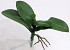 Künstliche Phalaenopsis Leaves W22cm