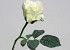 Rose White 30cm