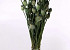 Bouquet Pavot Vert 65cm