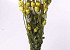 Bouquet Pavot Vert Clair 65cm