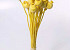 Papaver Bright Yellow