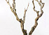 Bois de Lila 80-100cm