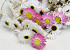 Acroclinium Wit Mix 50cm