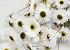 Acroclinium White 60cm