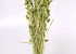 Phalaris Helder Groen 70cm OUD