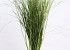 Berengras 70cm groen 225gr.